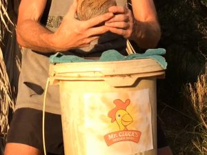 50. Mr. Cluck’s Label